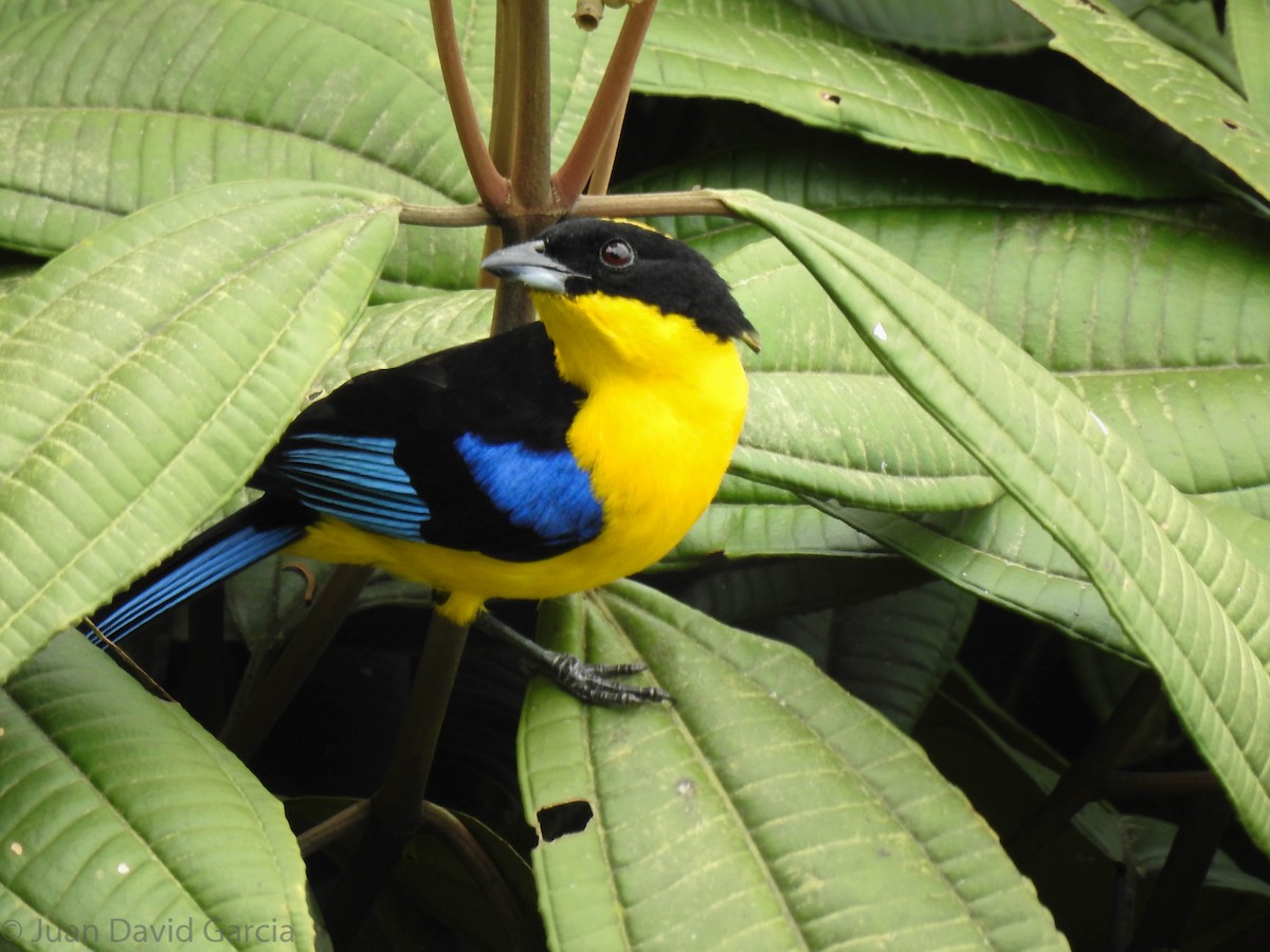 Blue-winged Mountain Tanager - ML647142429