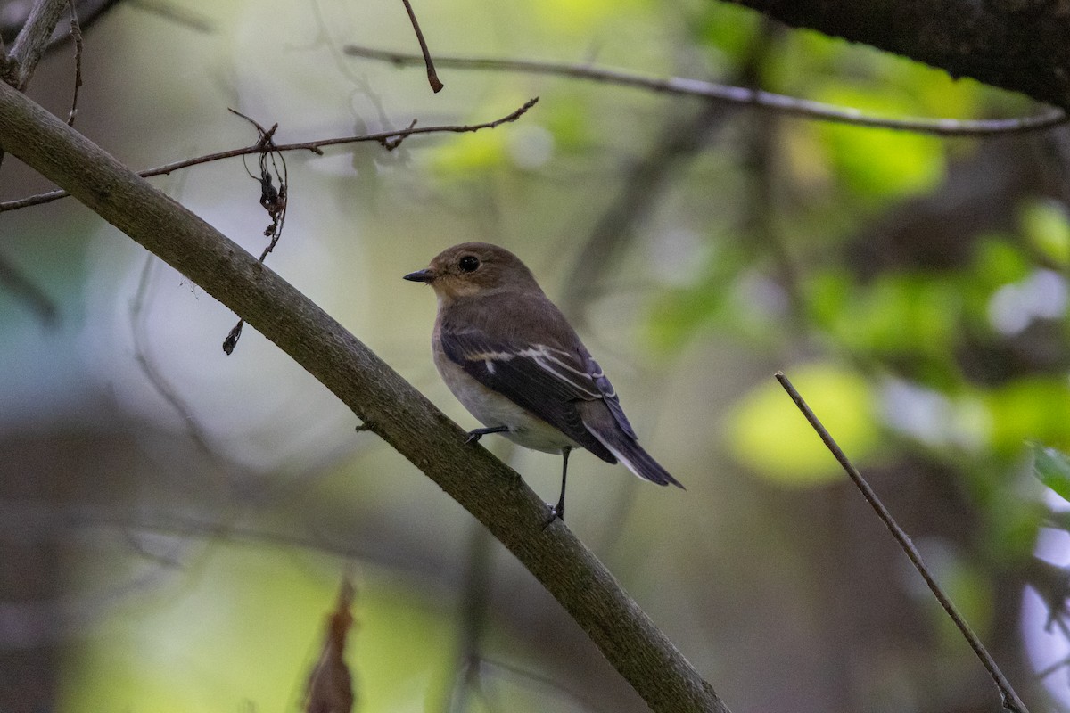European Pied Flycatcher - ML647142430