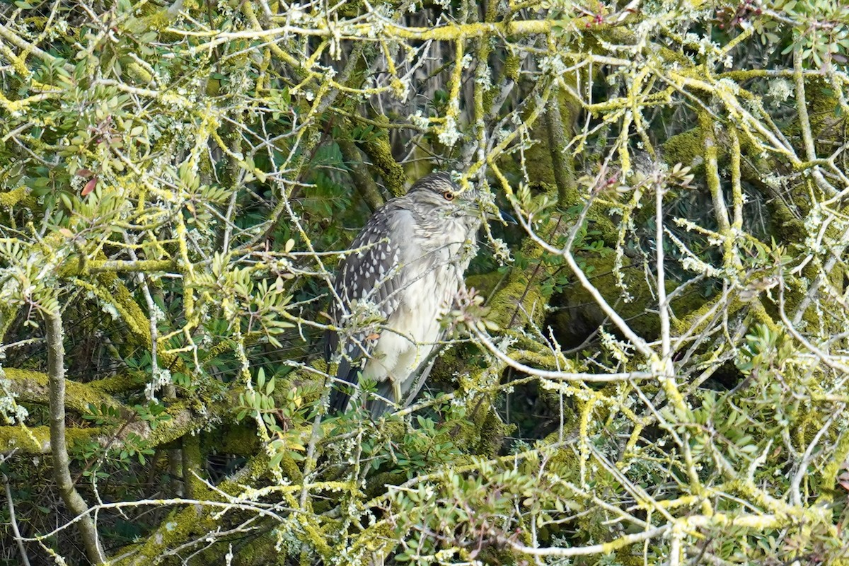 Black-crowned Night Heron - ML647142433