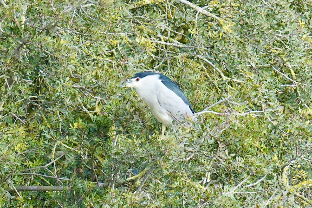 Black-crowned Night Heron - ML647142434