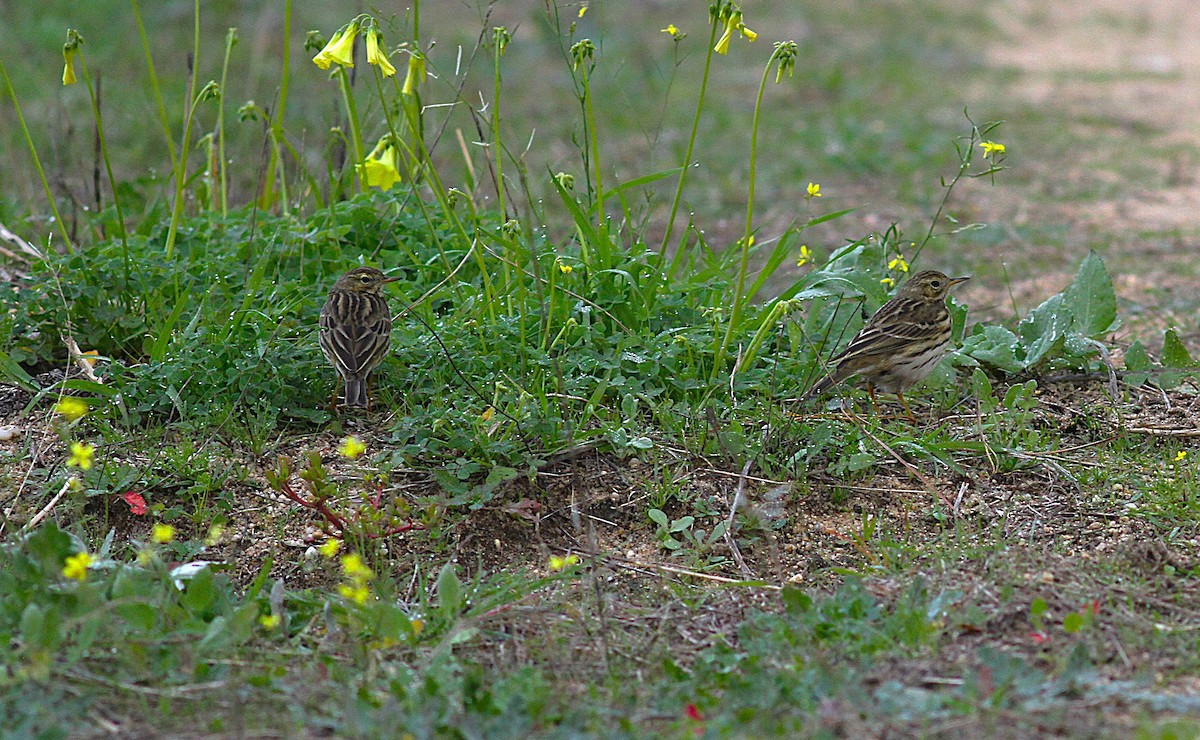 Bisbita Pratense - ML647142439