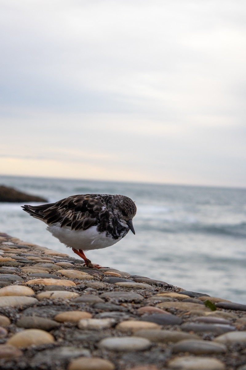 Ruddy Turnstone - ML647142440