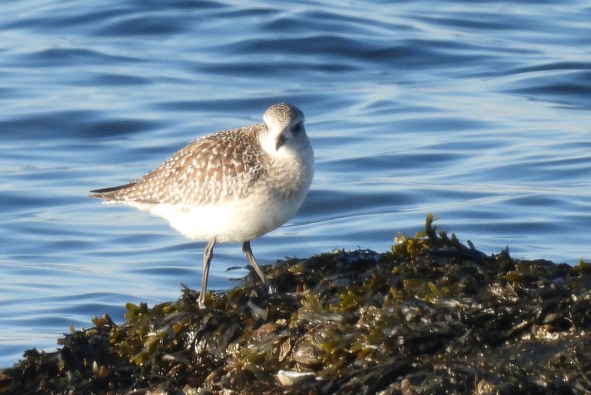 חופזי מנומר - ML647142442
