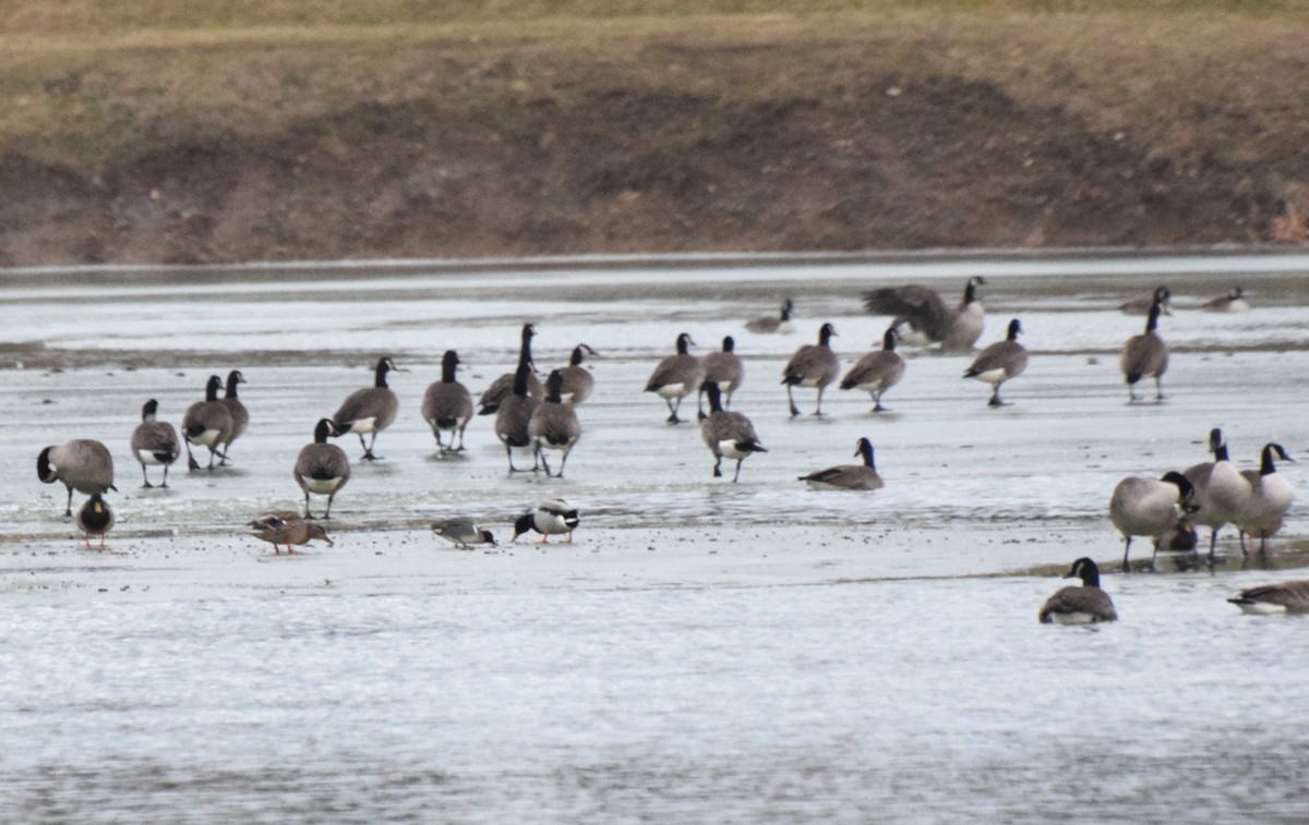 שרשיר - ML647142443
