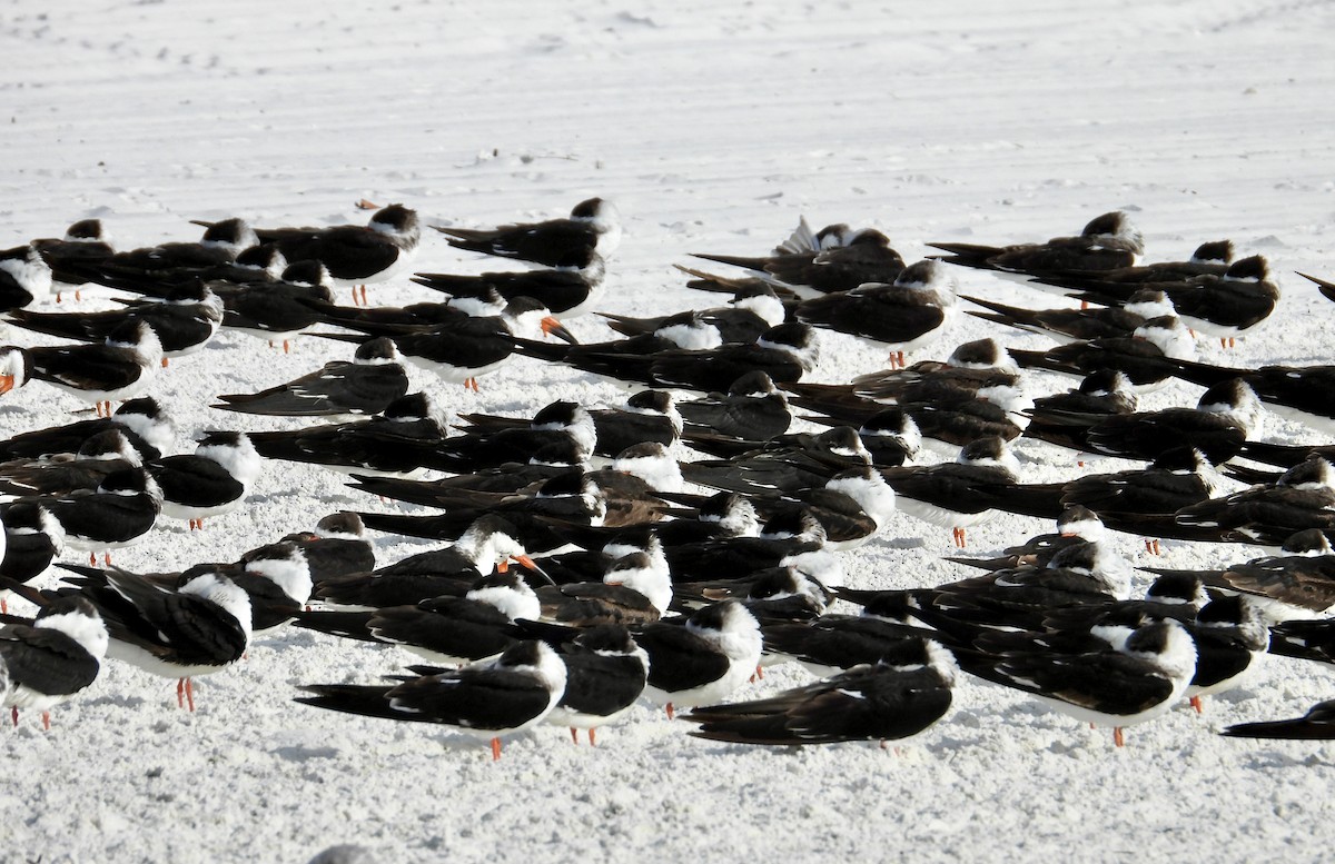 Black Skimmer - ML647142444
