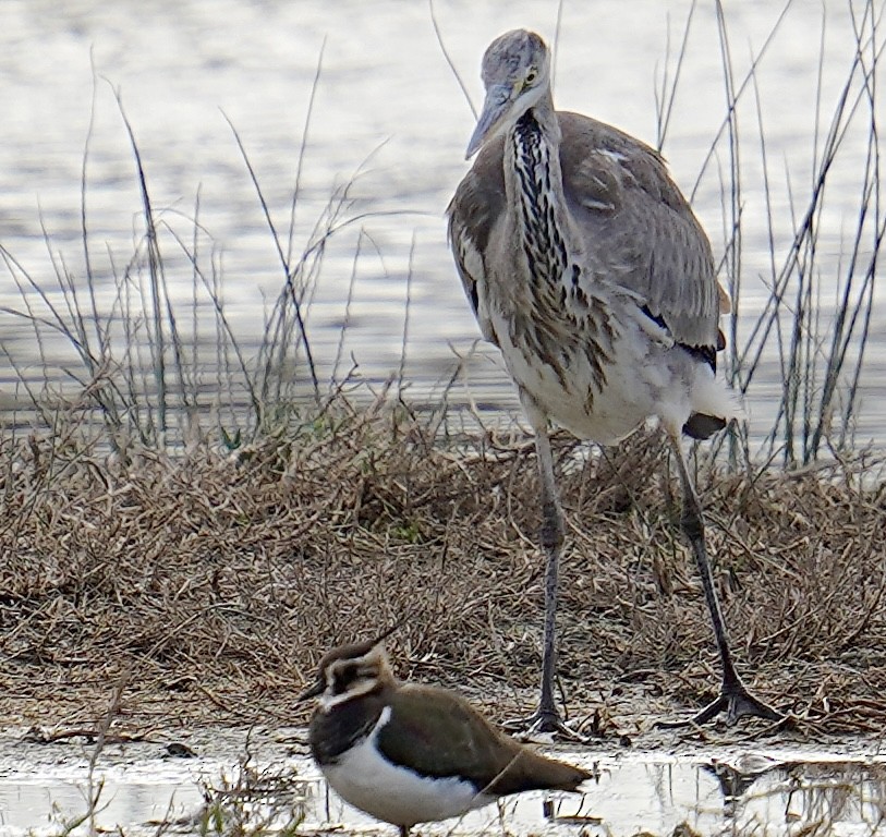 Gray Heron - ML647142445