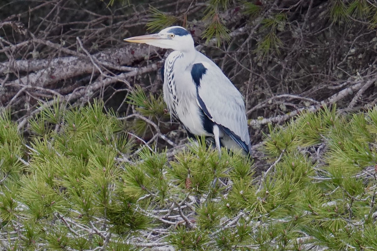 Gray Heron - ML647142446