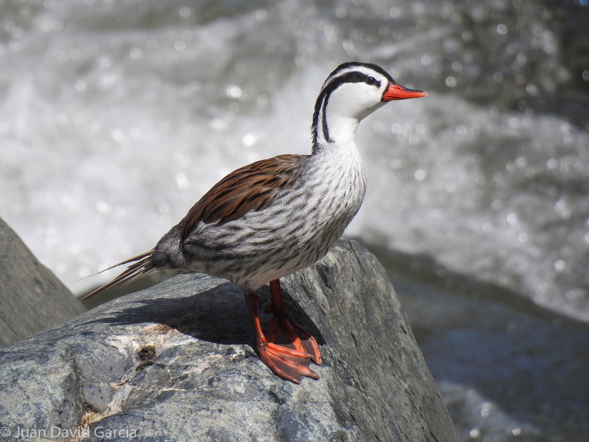 Torrent Duck - ML647142447