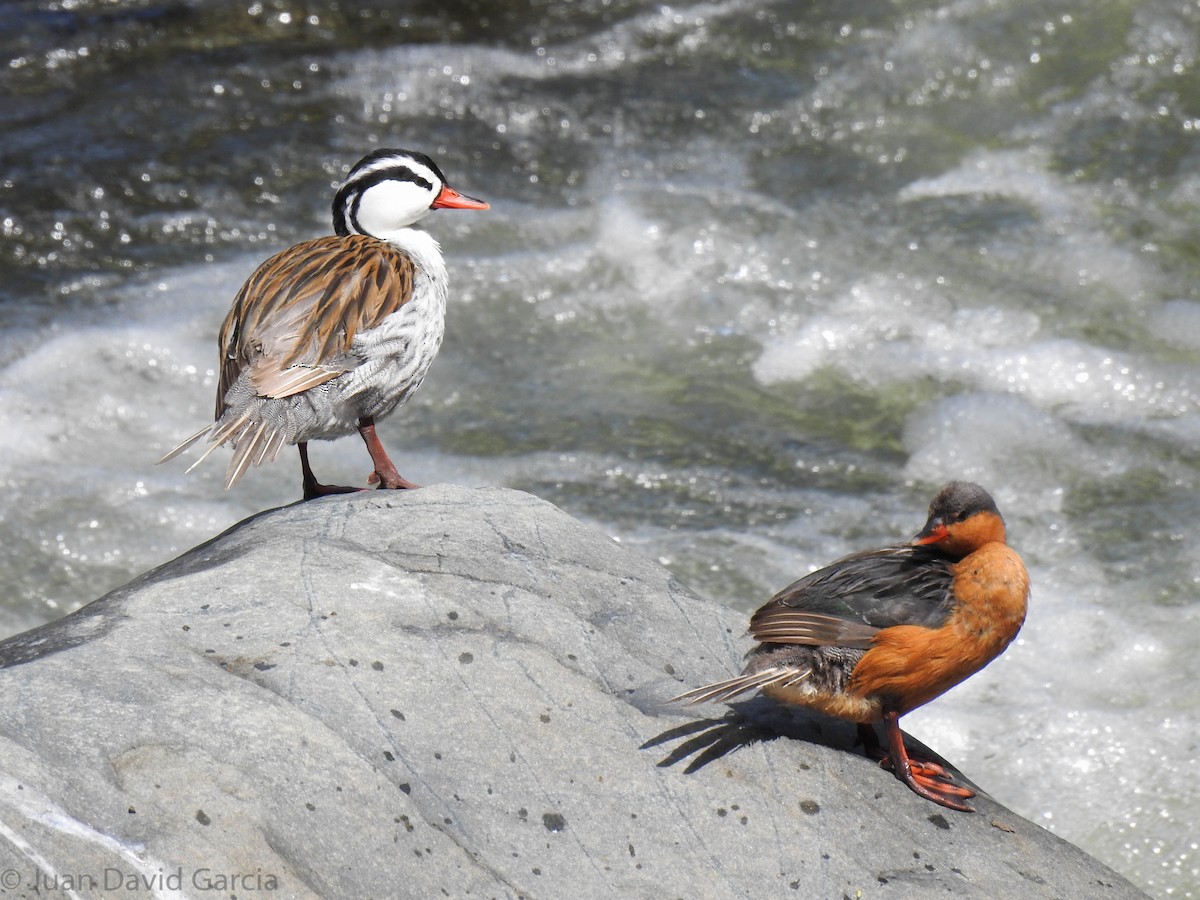 Torrent Duck - ML647142448