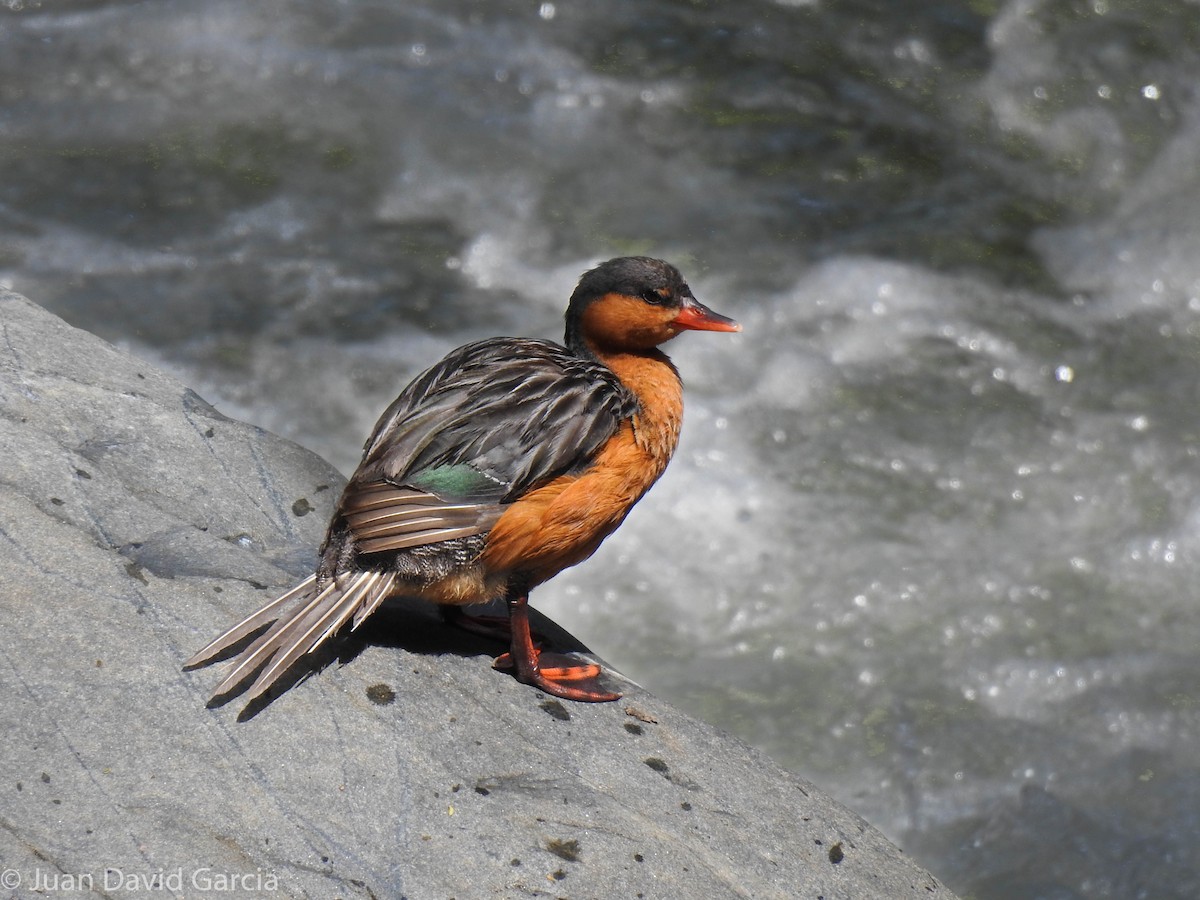 Torrent Duck - ML647142449