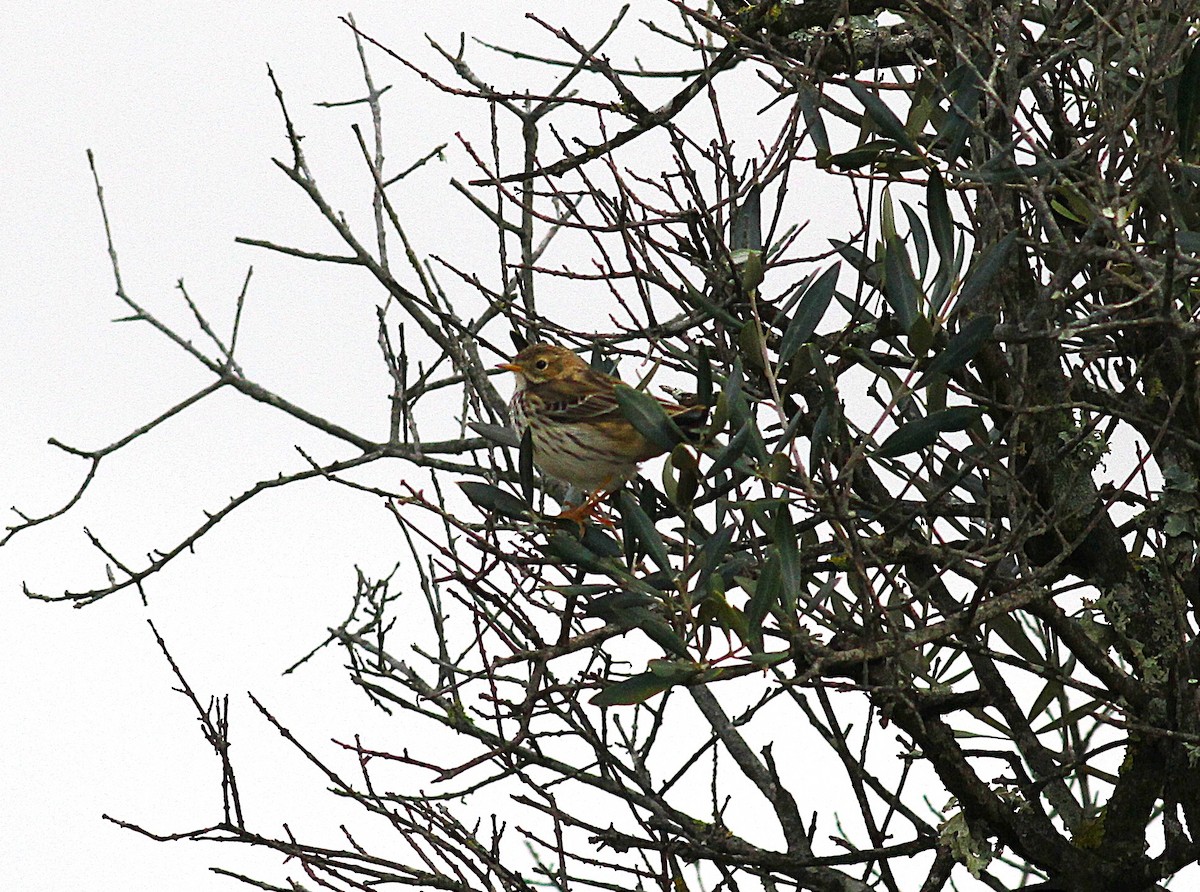 Bisbita Pratense - ML647142454