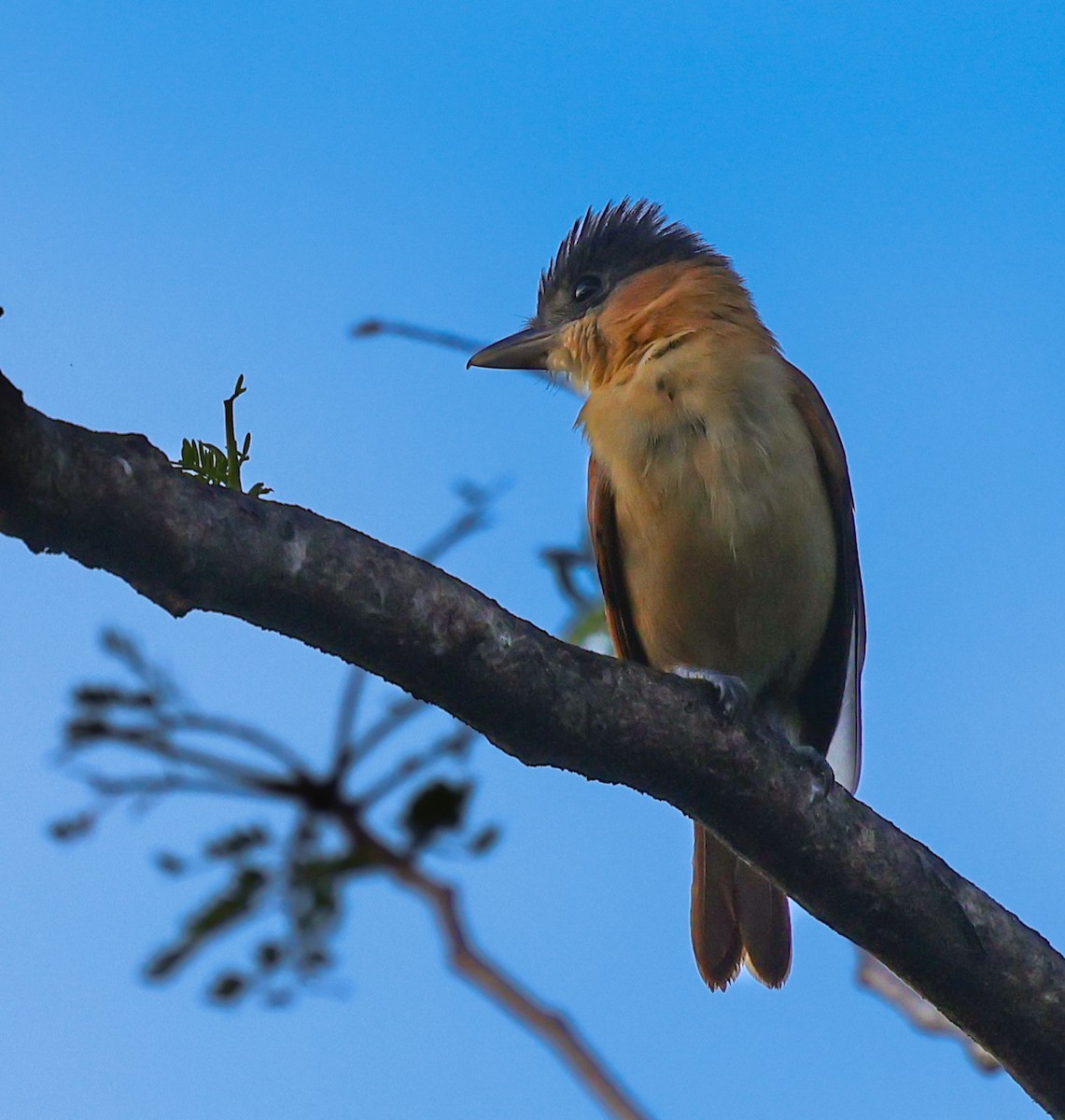 Rose-throated Becard - ML647142472