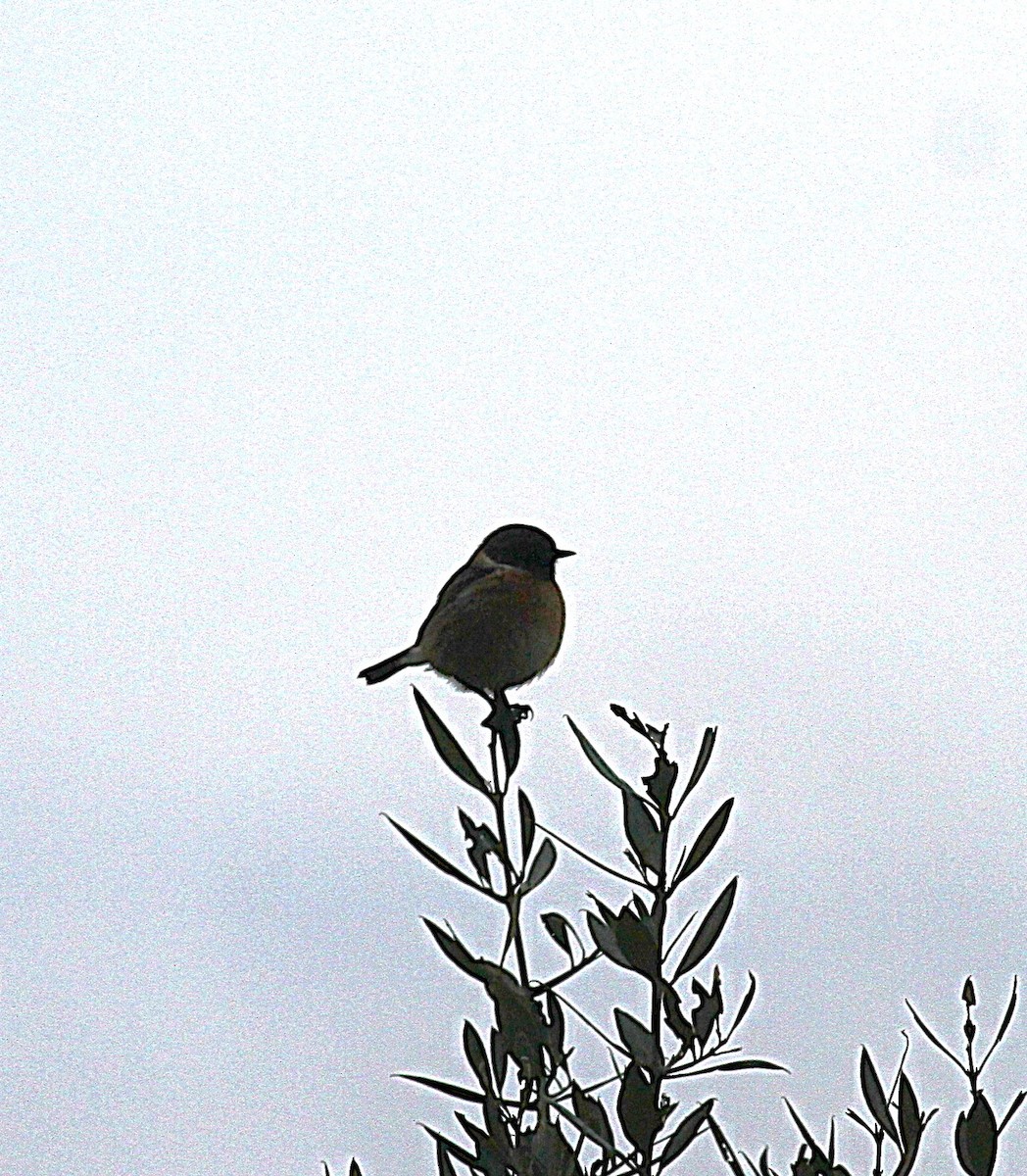 European Stonechat - ML647142474