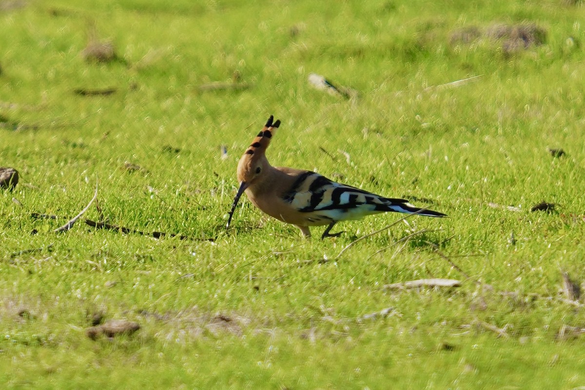 Common Hoopoe - ML647142476