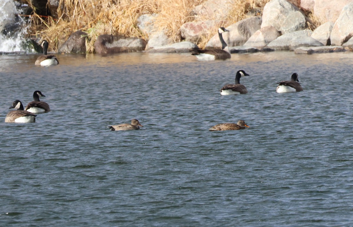 Canapiglia - ML647142477