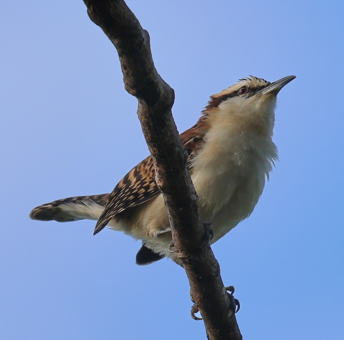 Rufous-backed Wren - ML647142478