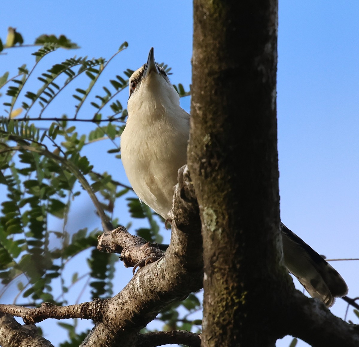 Rufous-backed Wren - ML647142479