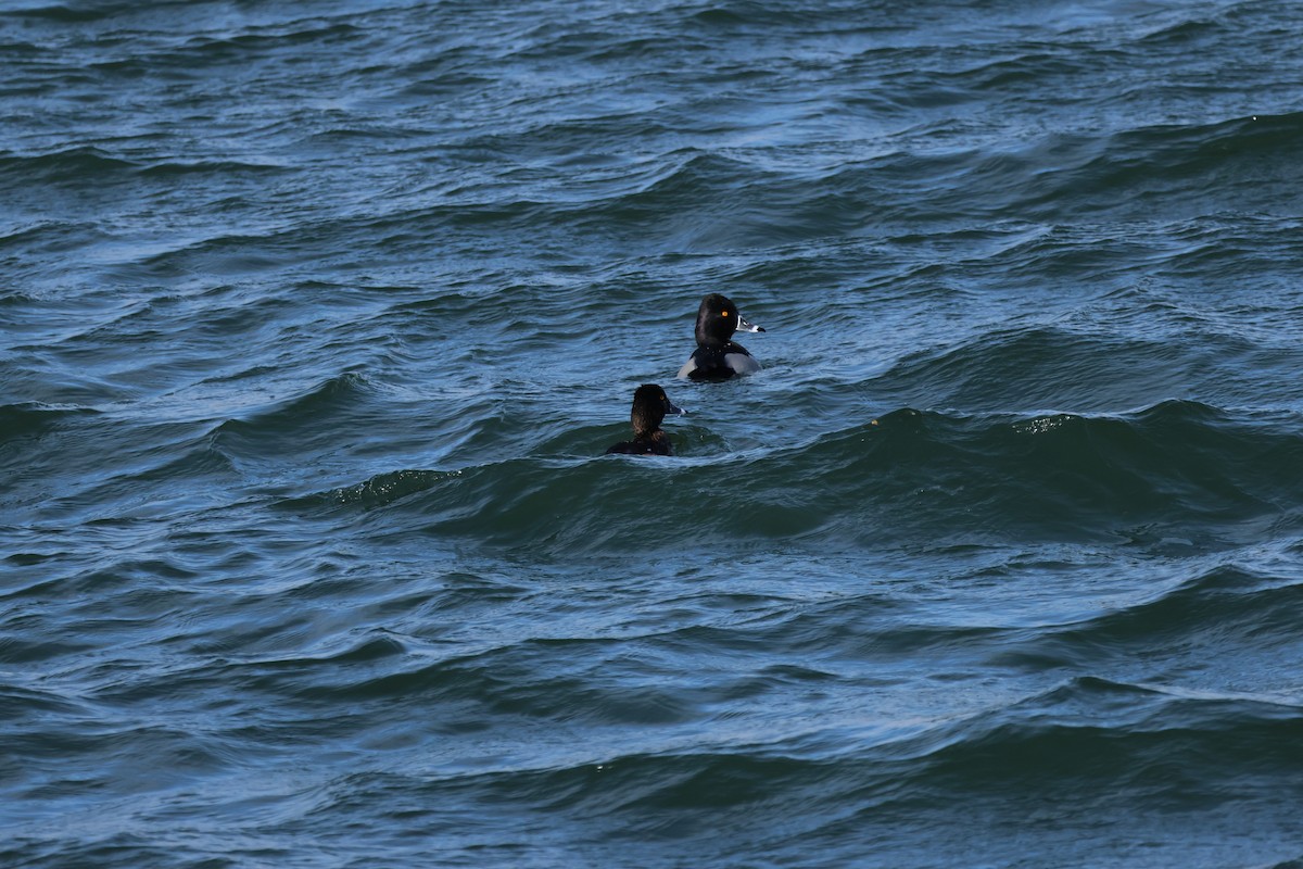 Moretta dal collare - ML647142481