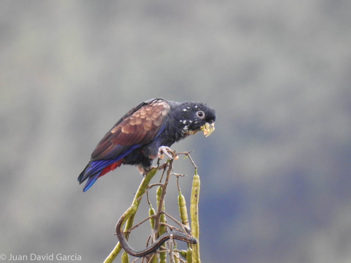 Bronze-winged Parrot - ML647142484