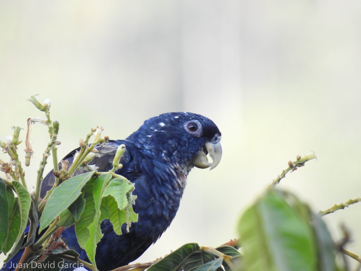 Bronze-winged Parrot - ML647142485