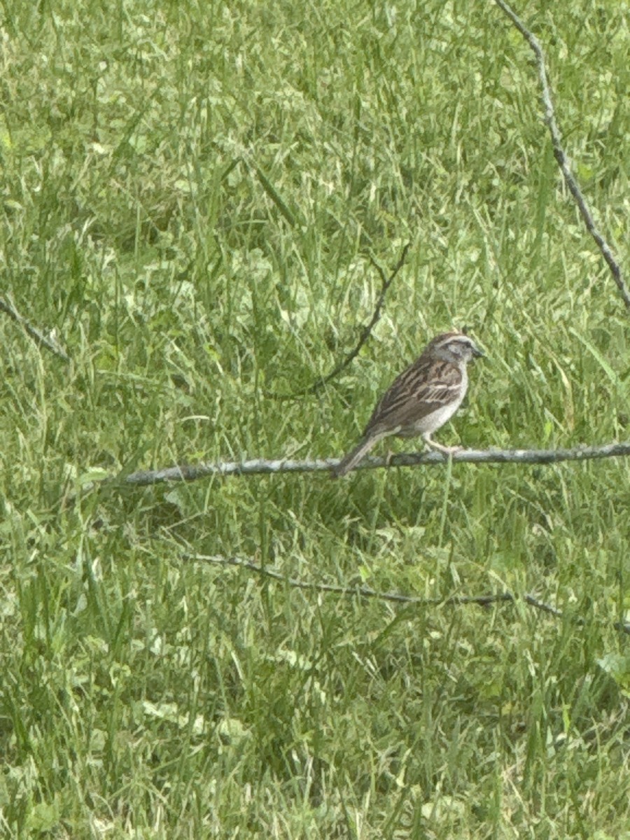 Chipping Sparrow - ML647142486