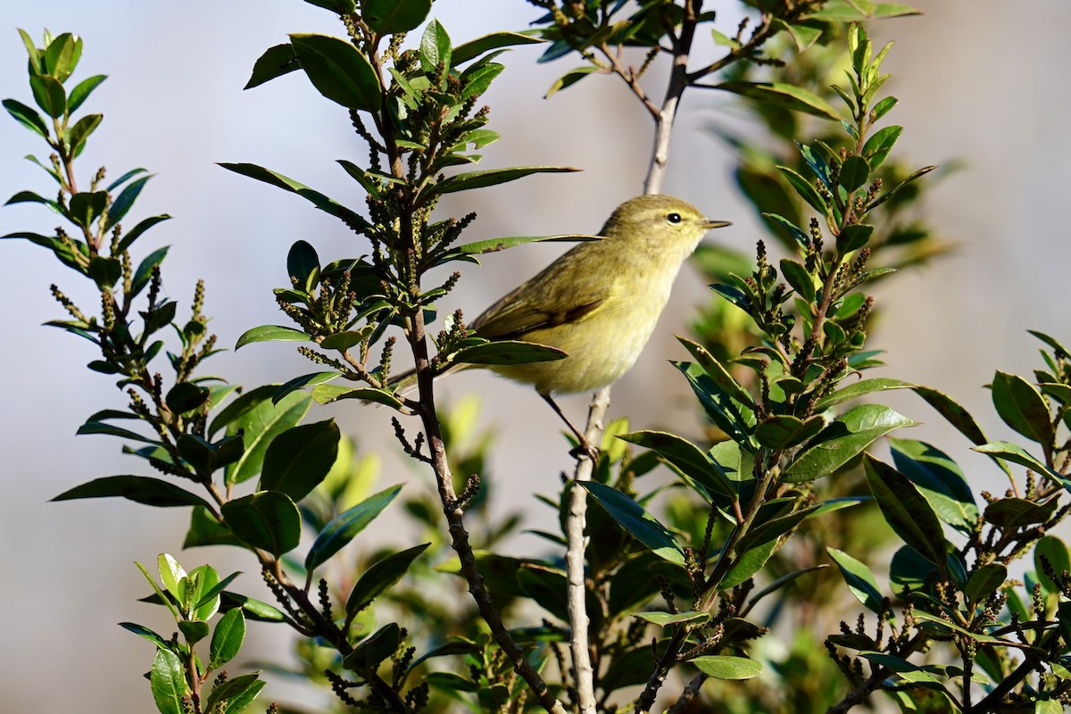 Common Chiffchaff - ML647142488