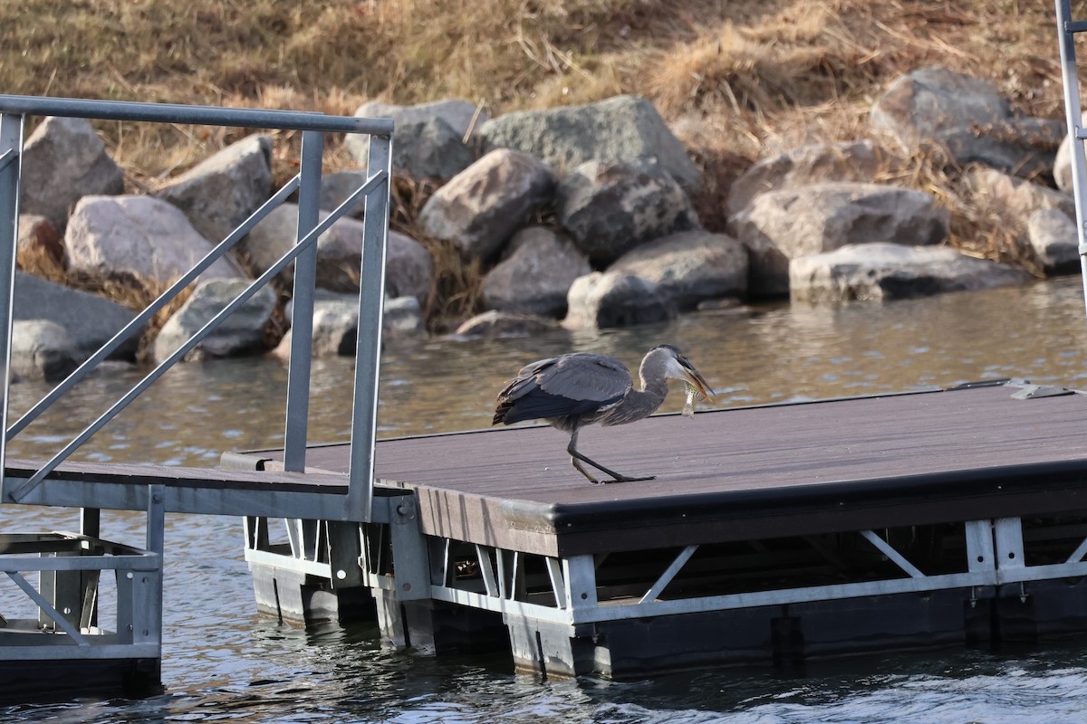 Great Blue Heron - ML647142489