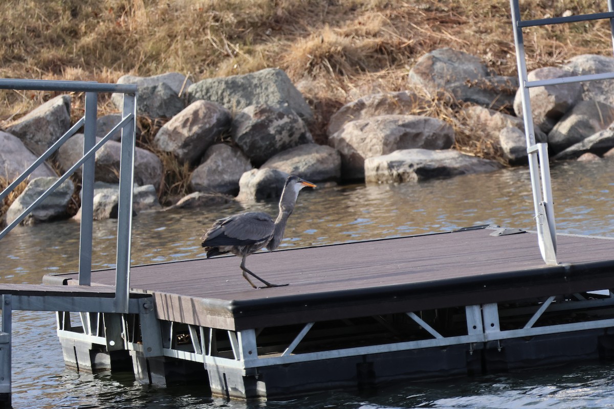 Great Blue Heron - ML647142490