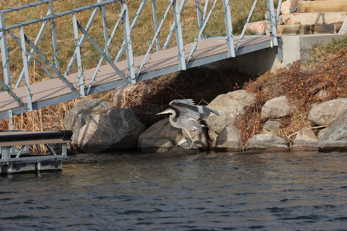 Great Blue Heron - ML647142491