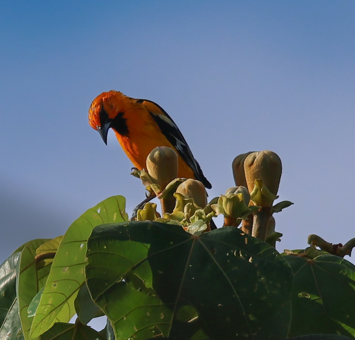 flammetrupial - ML647142494