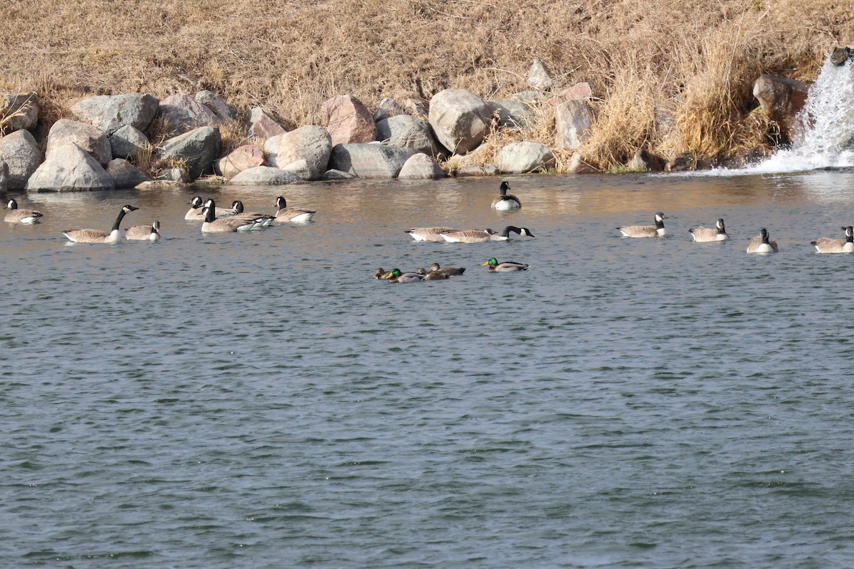 Germano reale - ML647142495