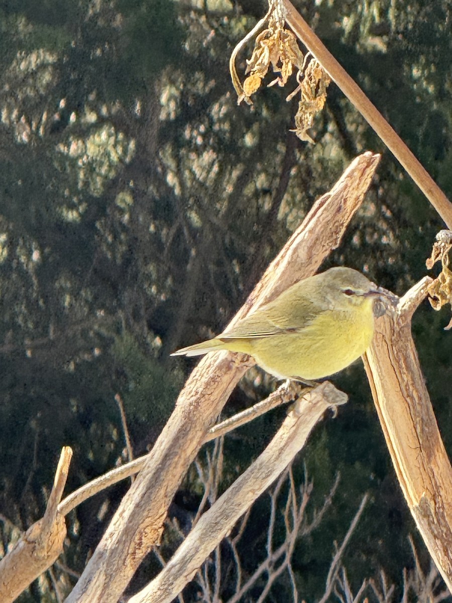 Orange-crowned Warbler - ML647142496