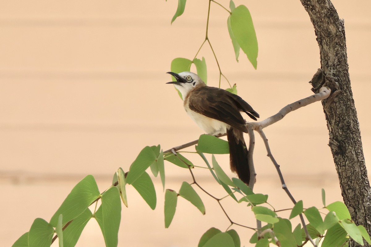 nakenkinnskriketrost - ML647142497