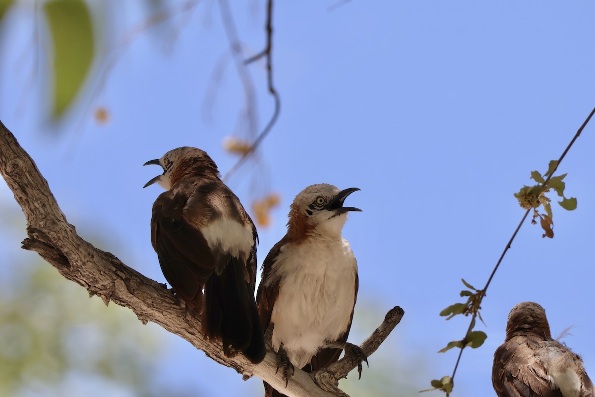 nakenkinnskriketrost - ML647142498