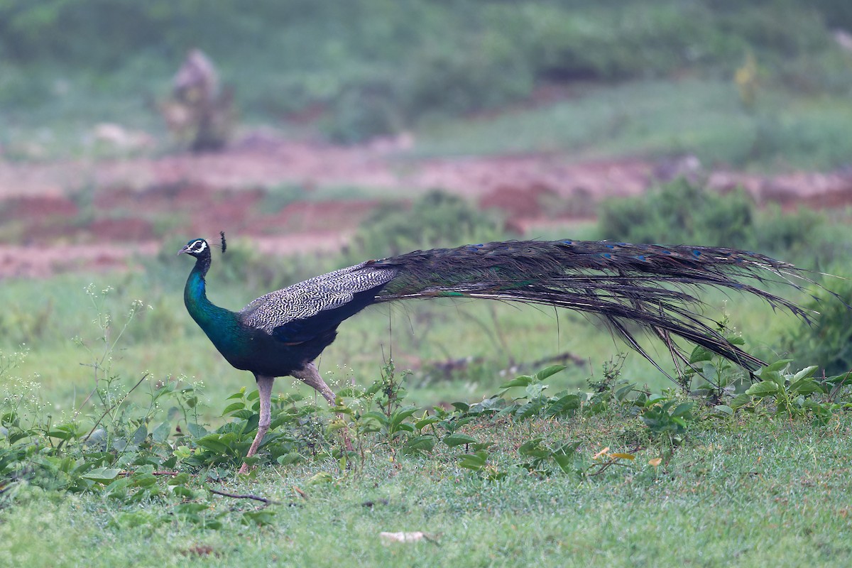 indiapåfugl - ML647142500