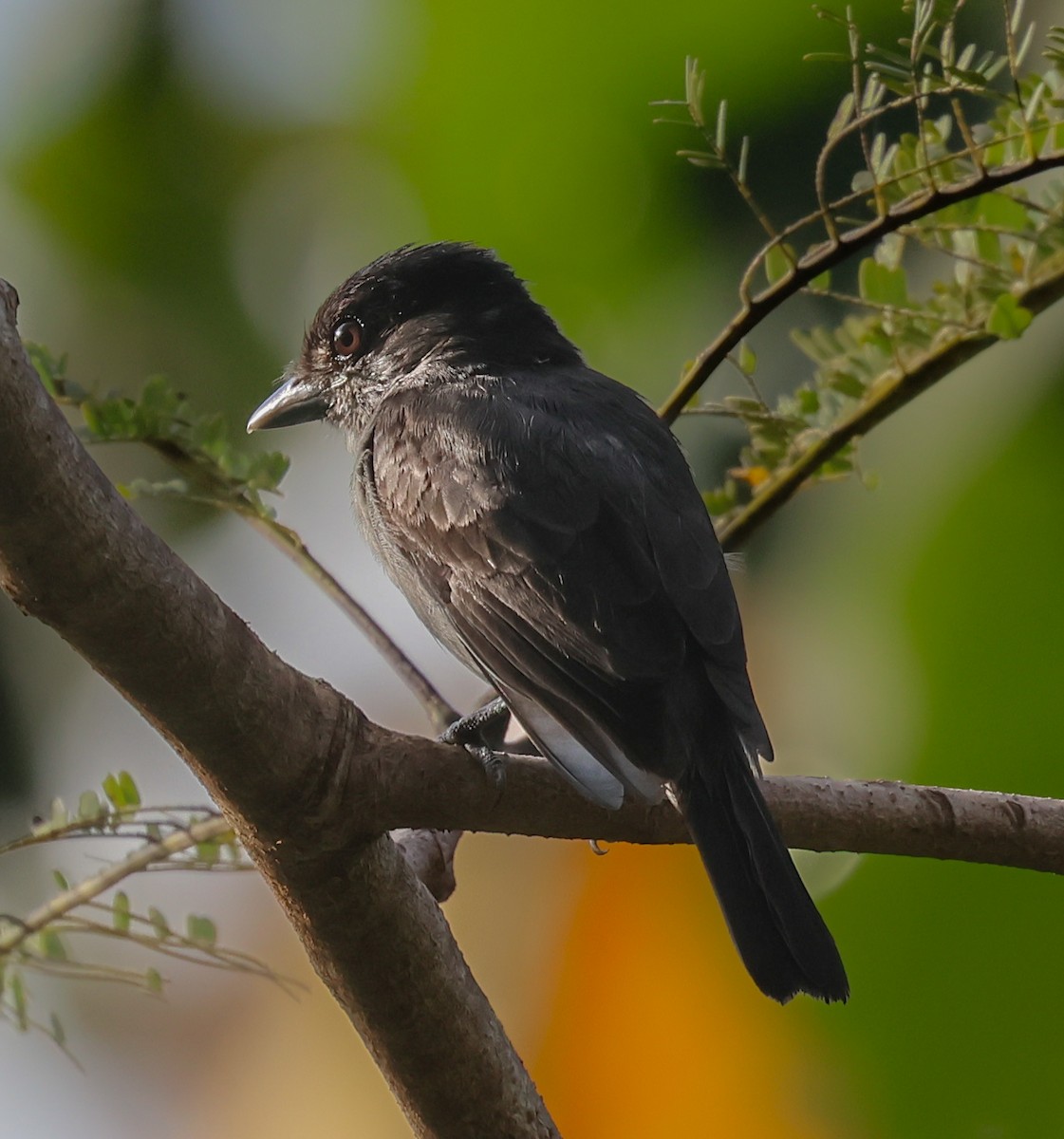 rosenstrupebekard - ML647142501