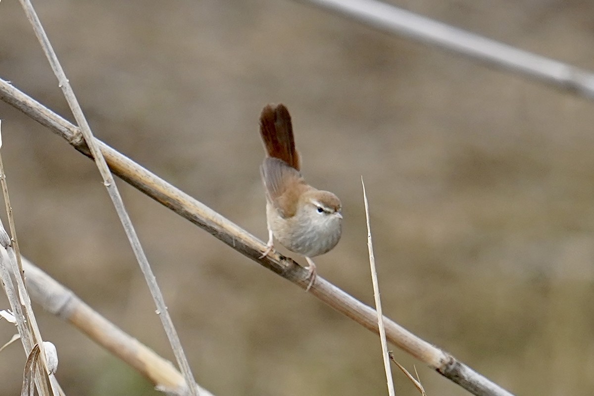 cettisanger - ML647142502