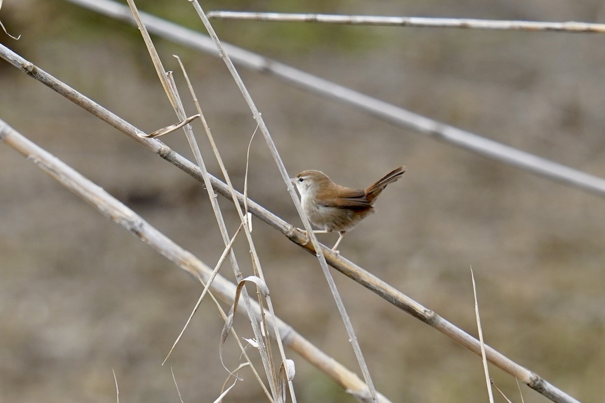 cettisanger - ML647142503