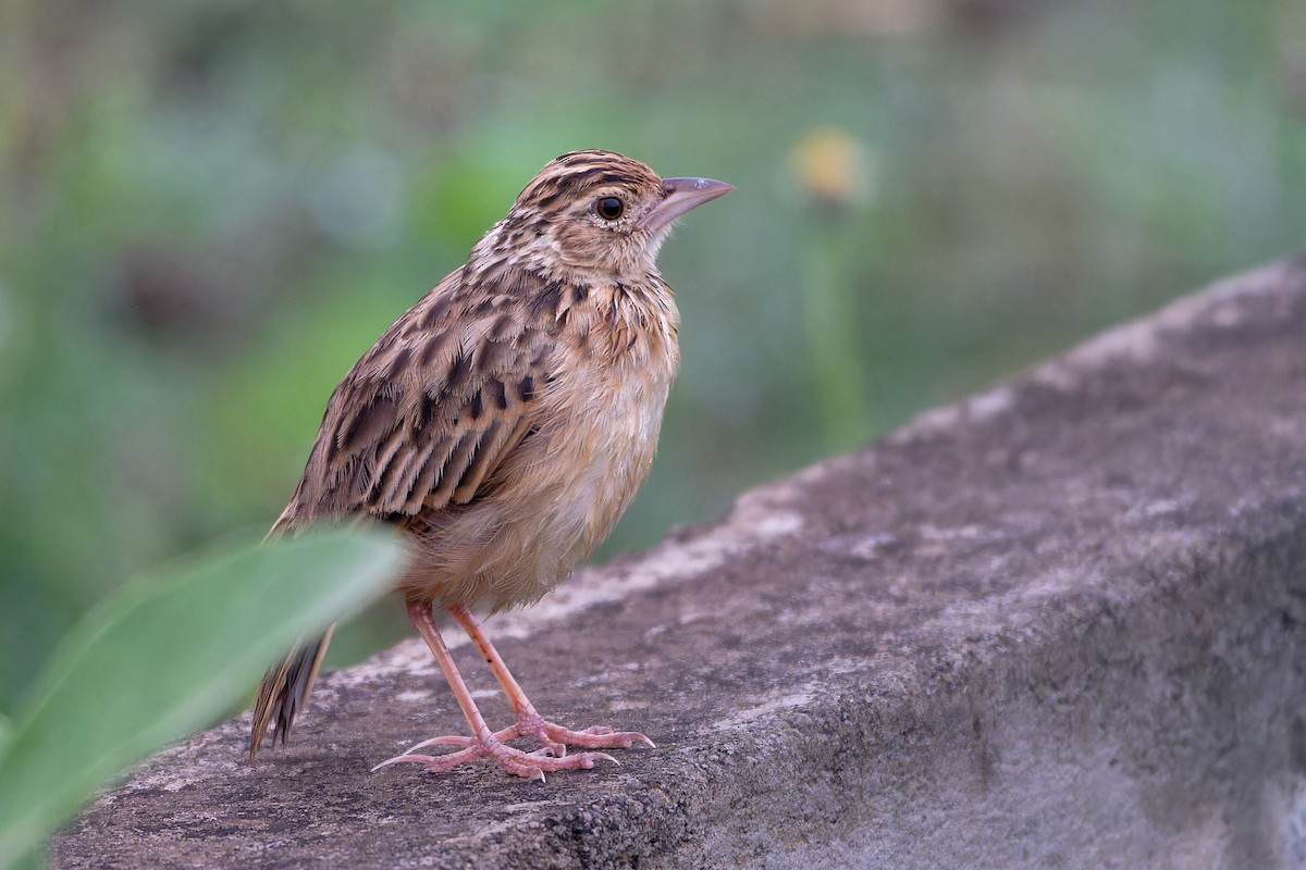 ghatslerke - ML647142505