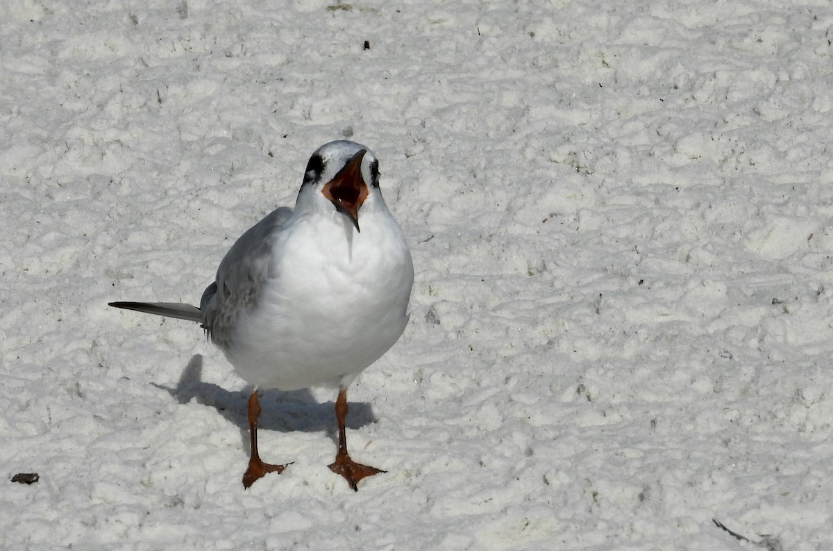 Forster's Tern - ML647142508