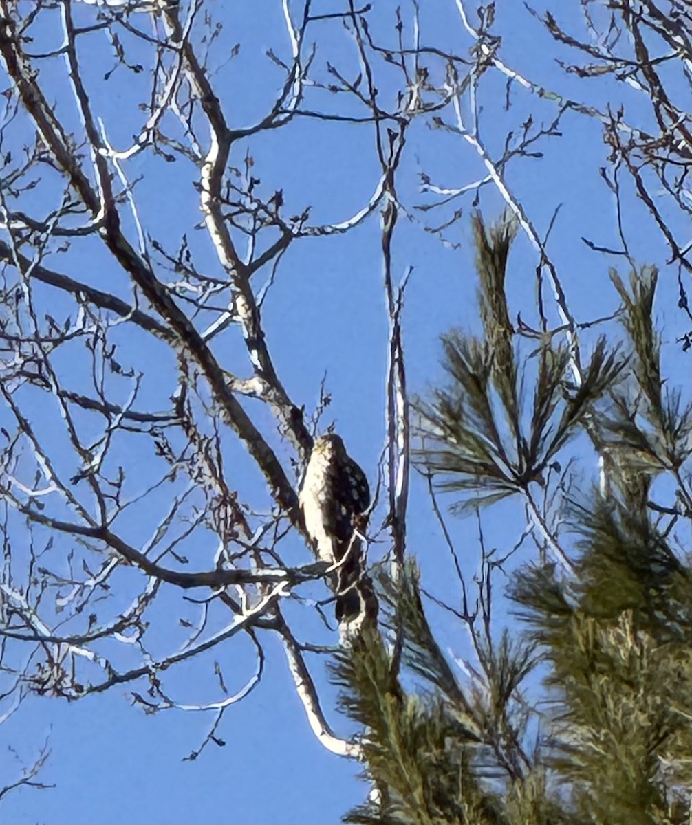 Red-shouldered Hawk - ML647142509