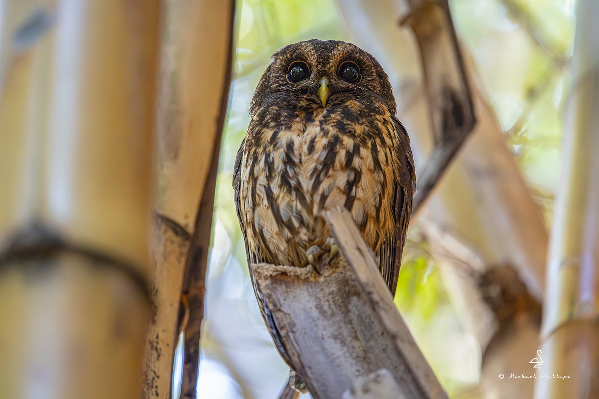 demonugle - ML647142513