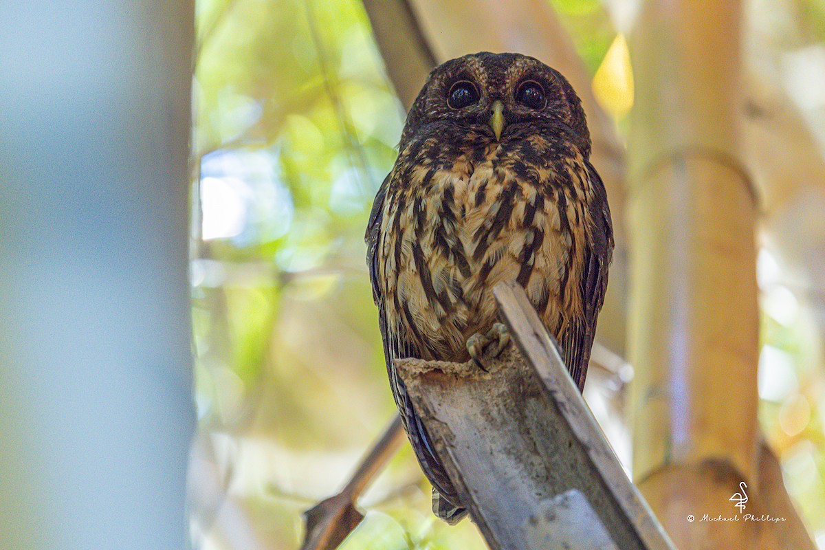 demonugle - ML647142514