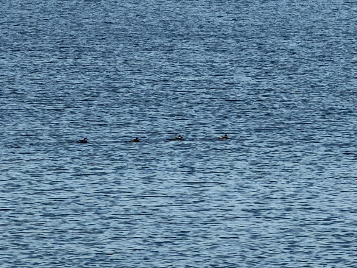 Gobbo della Giamaica - ML647142516