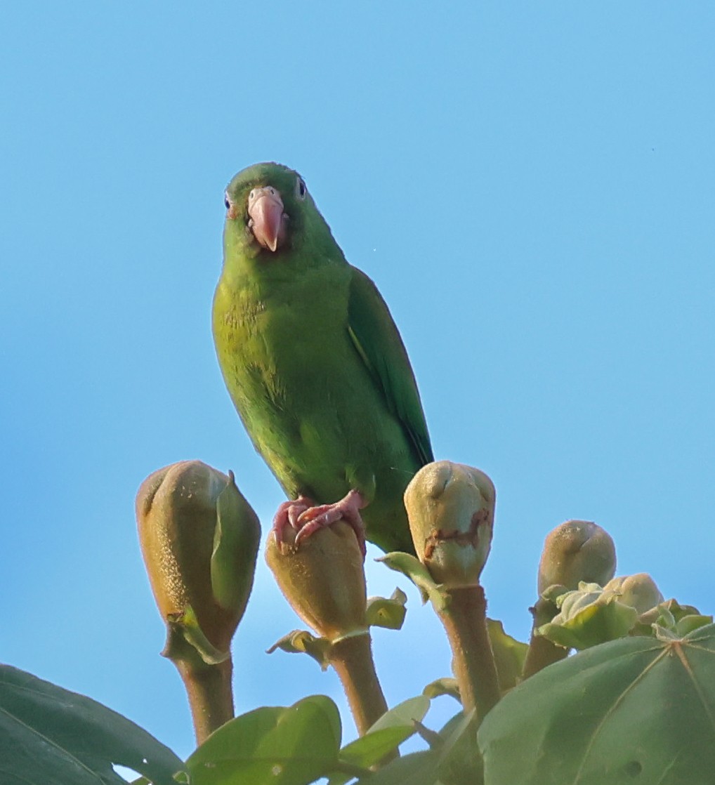 brunvingeparakitt - ML647142519