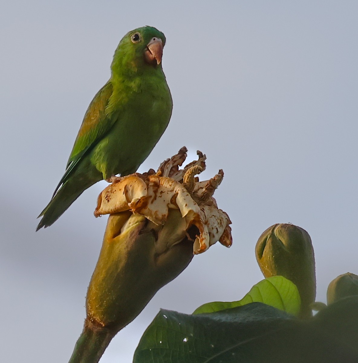 brunvingeparakitt - ML647142520