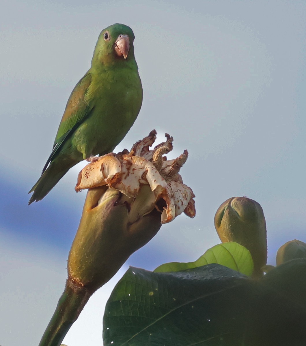 brunvingeparakitt - ML647142521