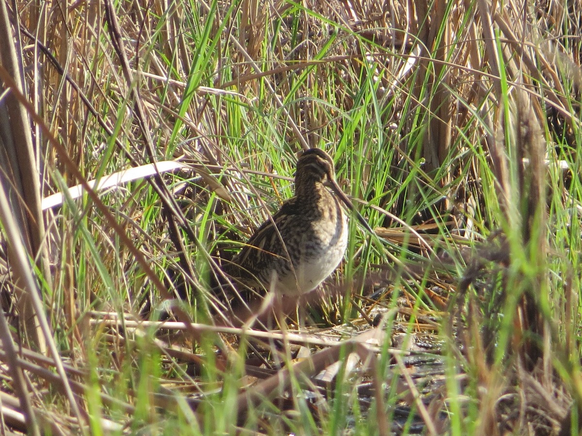 Wilson's Snipe - ML647142524