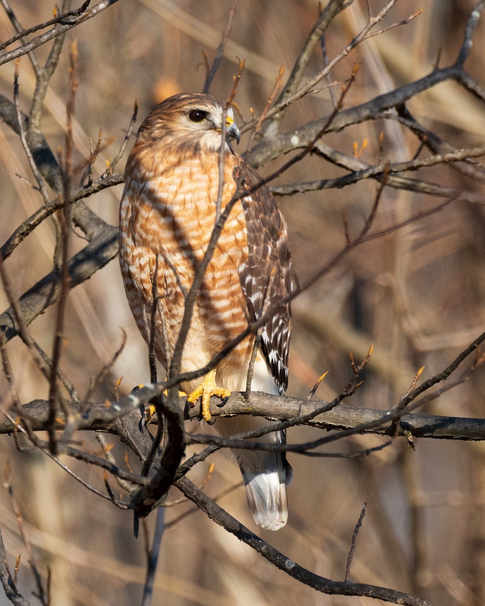 Cooper's Hawk - ML647142525