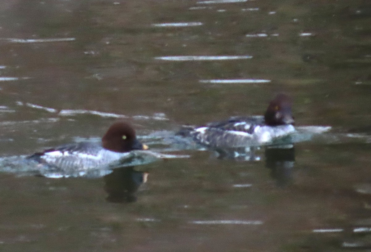 kvinand - ML647142529